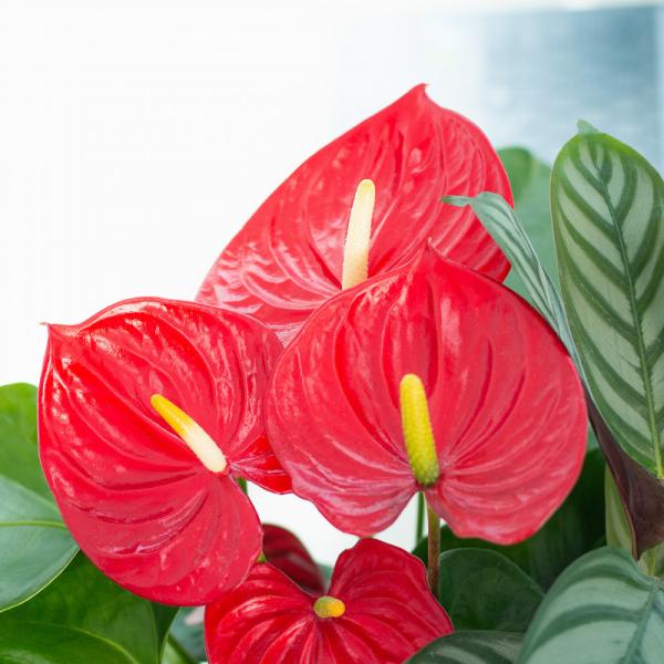 Chậu Cây Xanh Thiết Kế 022