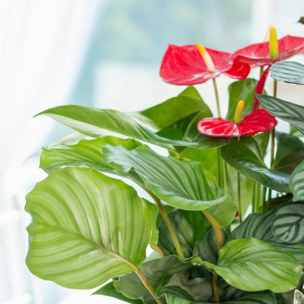 Chậu Cây Xanh Thiết Kế 022