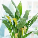 Chậu Sứ Hoa Calla Lily 033