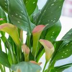 Chậu Sứ Hoa Calla Lily 033