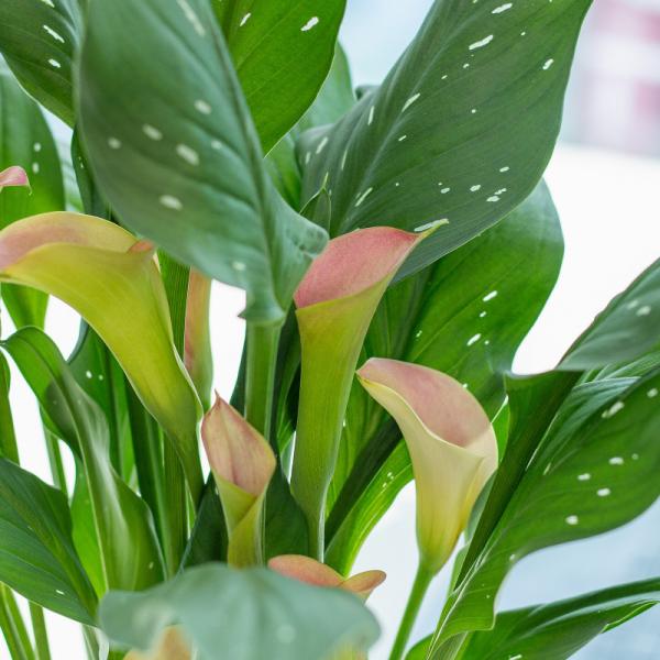 Chậu Sứ Hoa Calla Lily 033
