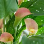 Chậu Sứ Hoa Calla Lily 033
