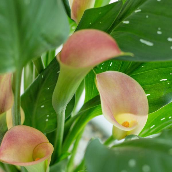 Chậu Sứ Hoa Calla Lily 033