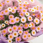 Chậu Hoa Thiết Kế Điều Ngọt Ngào 096