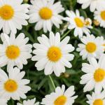 Chậu Hoa Thiết Kế Điều Ngọt Ngào 096