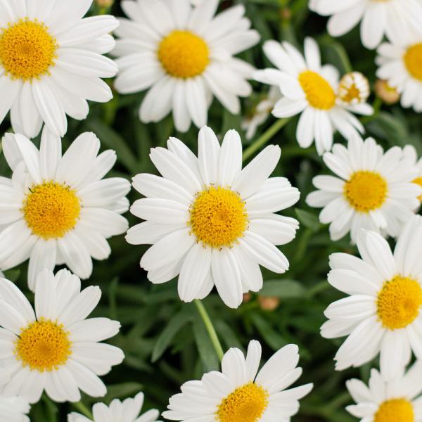 Chậu Hoa Thiết Kế Điều Ngọt Ngào 096