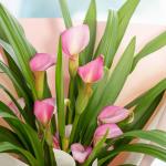 Chậu Hoa Thiết Kế Điều Ngọt Ngào 094