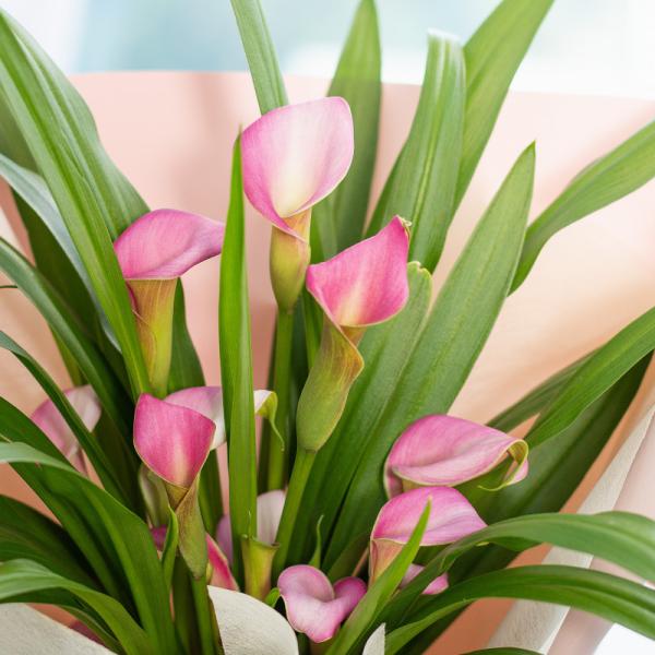 Chậu Hoa Thiết Kế Điều Ngọt Ngào 094