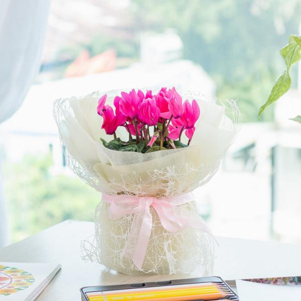 Chậu Hoa Thiết Kế Điều Ngọt Ngào 101