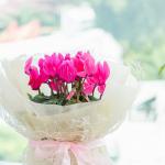 Chậu Hoa Thiết Kế Điều Ngọt Ngào 101