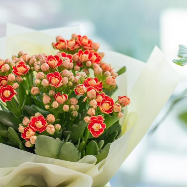 Chậu Hoa Thiết Kế Điều Ngọt Ngào 100