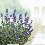 Chậu Hoa Thiết Kế Điều Ngọt Ngào 102