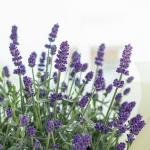 Chậu Hoa Thiết Kế Điều Ngọt Ngào 102