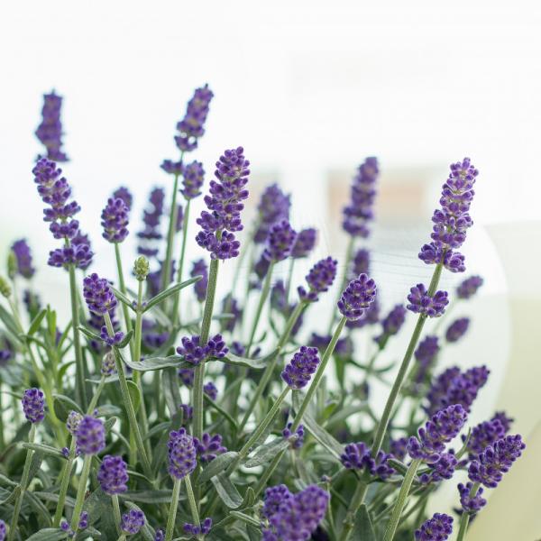 Chậu Hoa Thiết Kế Điều Ngọt Ngào 102