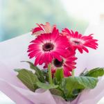 Chậu Hoa Thiết Kế Điều Ngọt Ngào 095