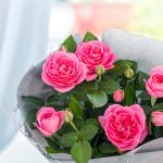 Chậu Hoa Thiết Kế Điều Ngọt Ngào 098