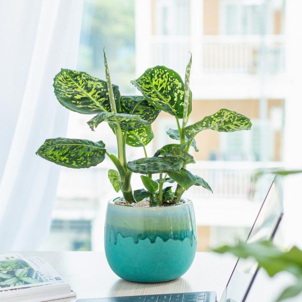 Chậu Cây Thiết Kế Mát Xanh 034