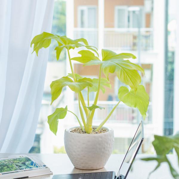 Chậu Cây Thiết Kế Mát Xanh 032