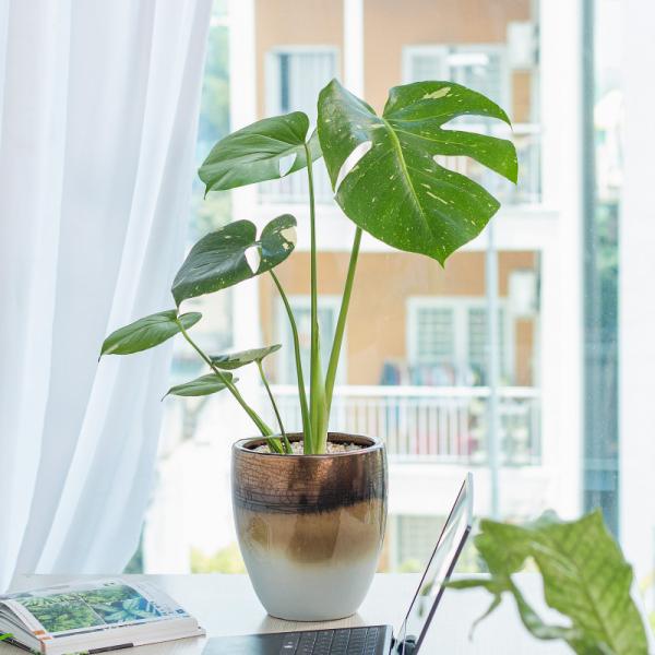 Chậu Cây Thiết Kế Mát Xanh 029 (Monstera Deliciosa Thai Constellation)