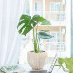 Chậu Cây Thiết Kế Mát Xanh 031