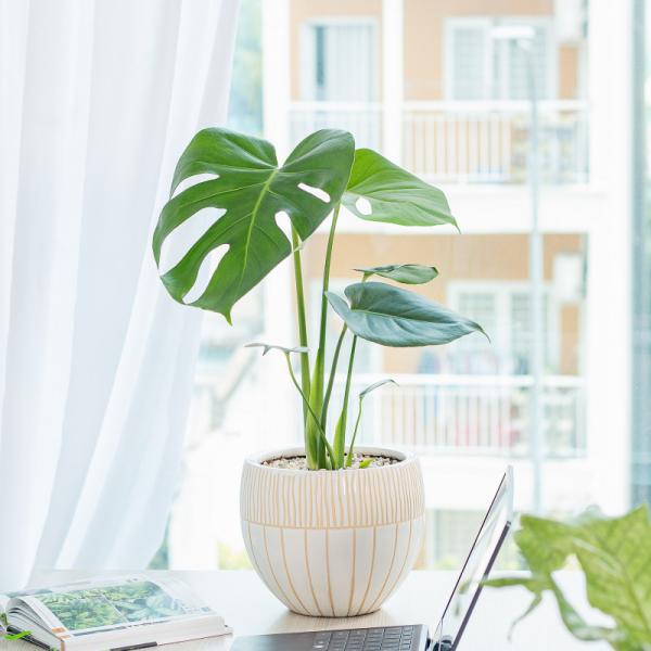 Chậu Cây Thiết Kế Mát Xanh 031