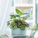 Chậu Cây Thiết Kế Mát Xanh 027