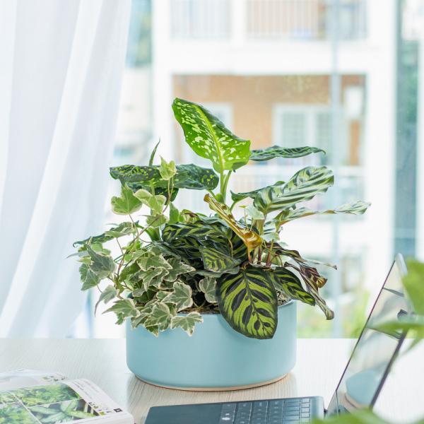 Chậu Cây Thiết Kế Mát Xanh 027