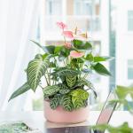 Chậu Cây Thiết Kế Mát Xanh 026