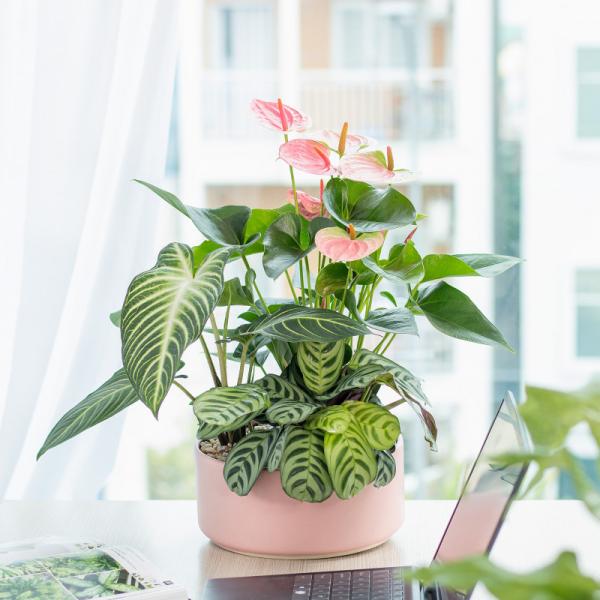 Chậu Cây Thiết Kế Mát Xanh 026