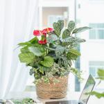 Chậu Cây Xanh Thiết Kế 022