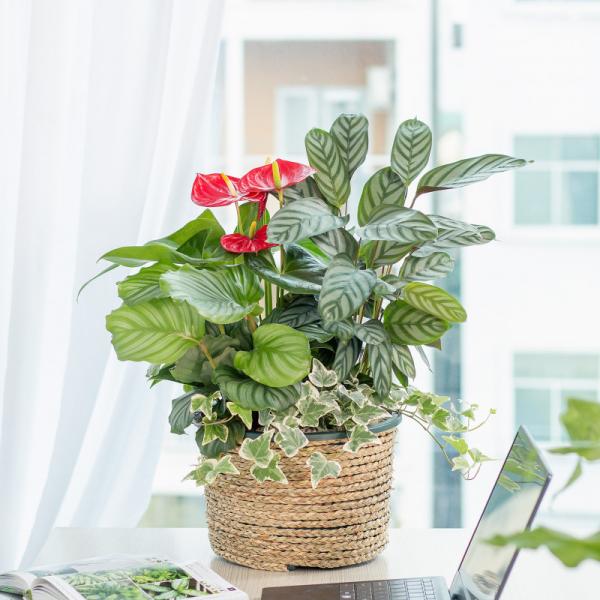 Chậu Cây Xanh Thiết Kế 022