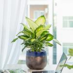 Chậu Cây Thiết Kế Mát Xanh 030