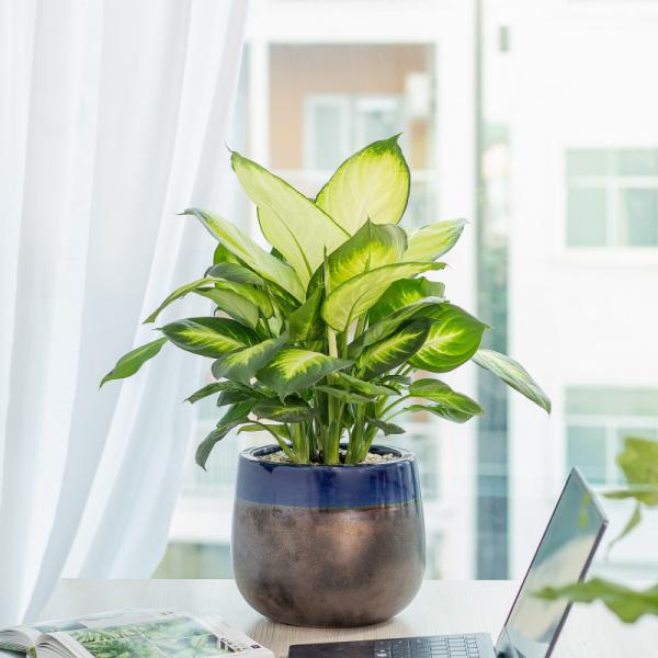 Chậu Cây Thiết Kế Mát Xanh 030