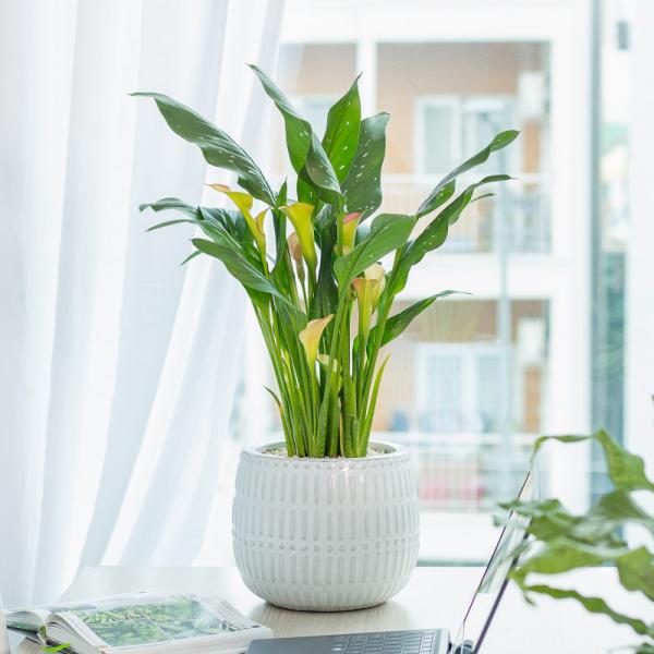 Chậu Sứ Hoa Calla Lily 033