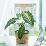 Chậu Cây Thiết Kế Mát Xanh 036