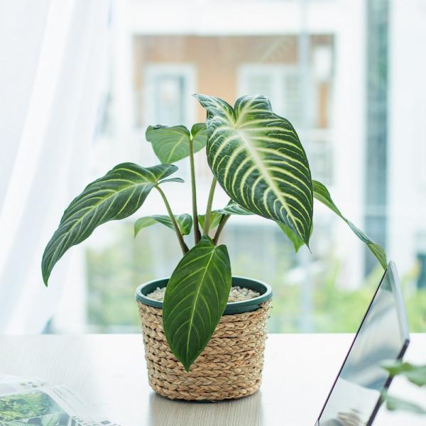 Chậu Cây Thiết Kế Mát Xanh 036