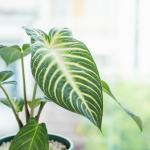 Chậu Cây Thiết Kế Mát Xanh 036