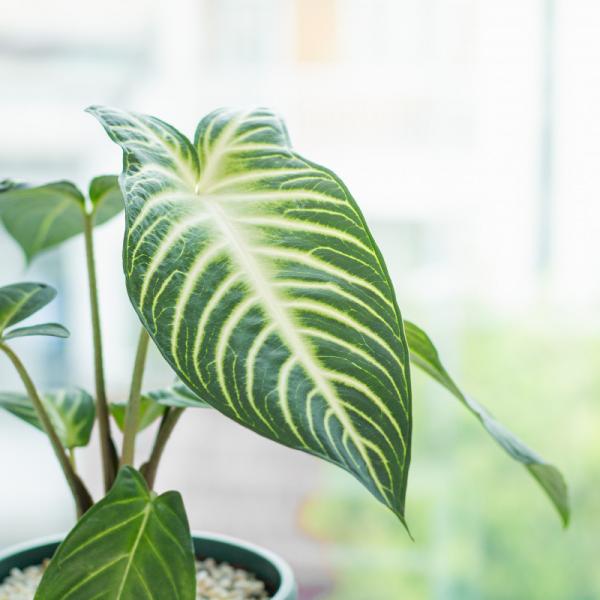 Chậu Cây Thiết Kế Mát Xanh 036