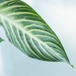 Chậu Cây Thiết Kế Mát Xanh 036