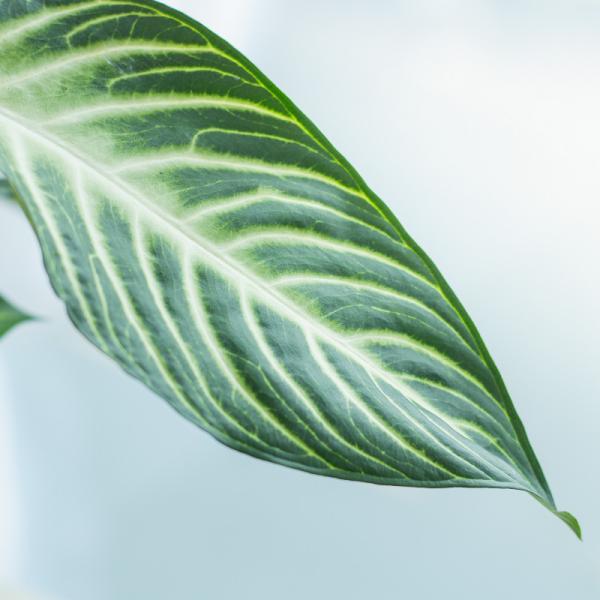 Chậu Cây Thiết Kế Mát Xanh 036