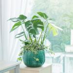 Chậu Cây Xanh Thiết Kế 025