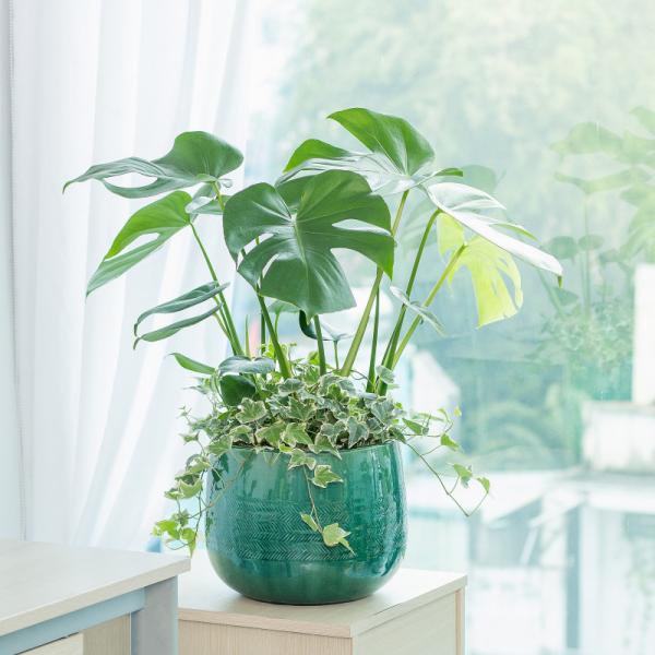 Chậu Cây Xanh Thiết Kế 025