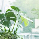 Chậu Cây Xanh Thiết Kế 025