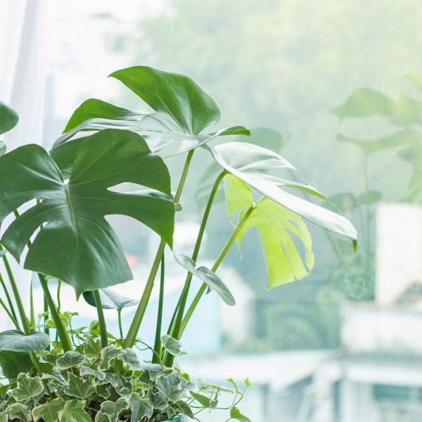 Chậu Cây Xanh Thiết Kế 025