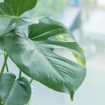 Chậu Cây Xanh Thiết Kế 025