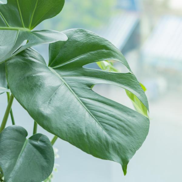 Chậu Cây Xanh Thiết Kế 025