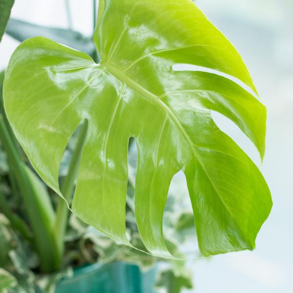 Chậu Cây Xanh Thiết Kế 025