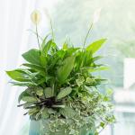 Chậu Cây Xanh Thiết Kế 024