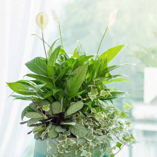 Chậu Cây Xanh Thiết Kế 024