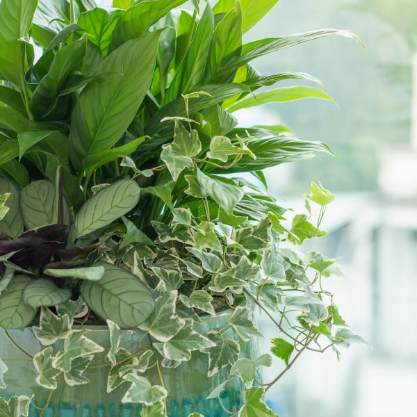 Chậu Cây Xanh Thiết Kế 024